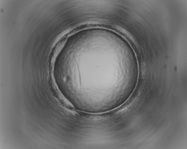 X0000074020829200609111646