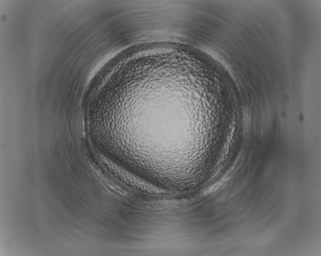 X0000074020925200609111645