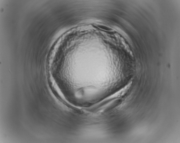 X0000074021055200609111644