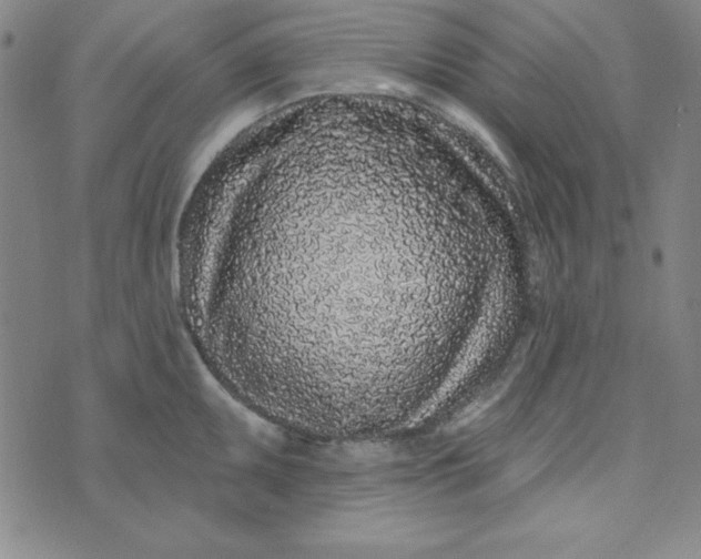 X0000074021095200609111642