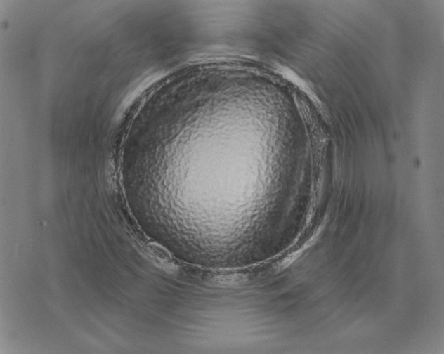 X0000074021453200609111637