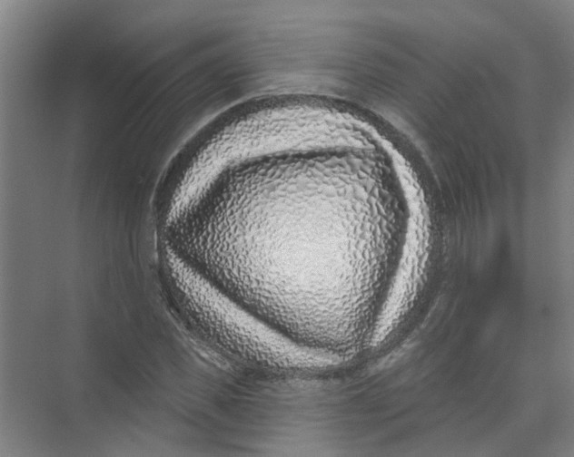 X0000074020925200609181857