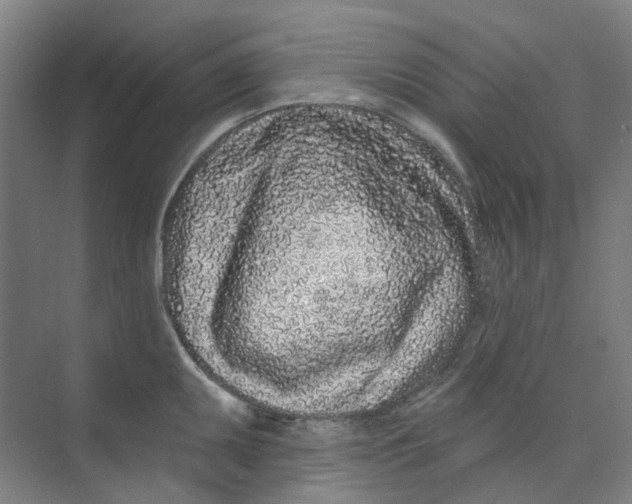 X0000074021095200609181854