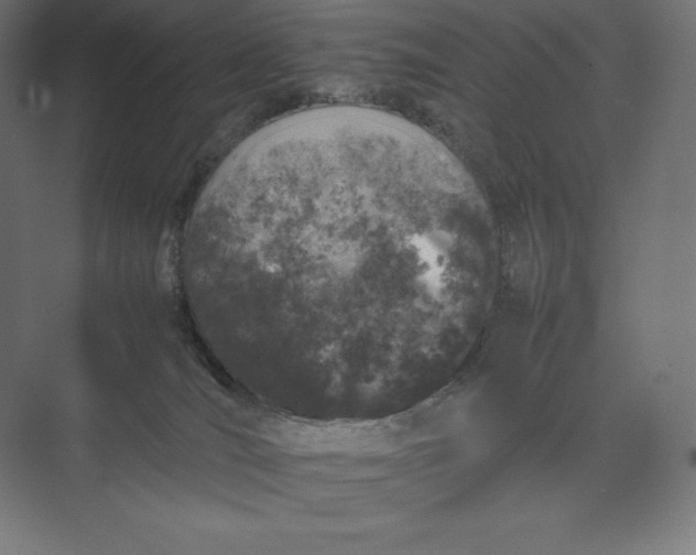 X0000074030036200609061153