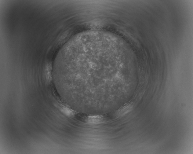 X0000074030240200609061150