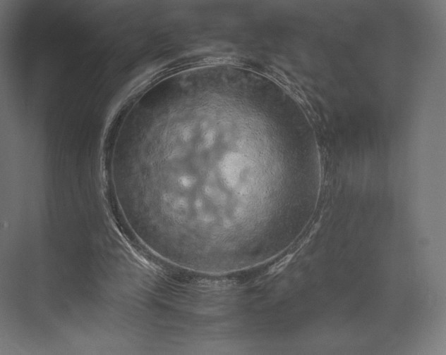 X0000074030245200609061149