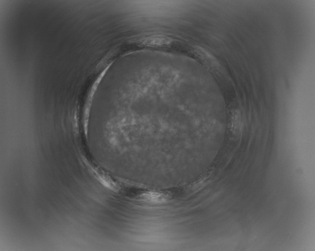 X0000074030326200609061148