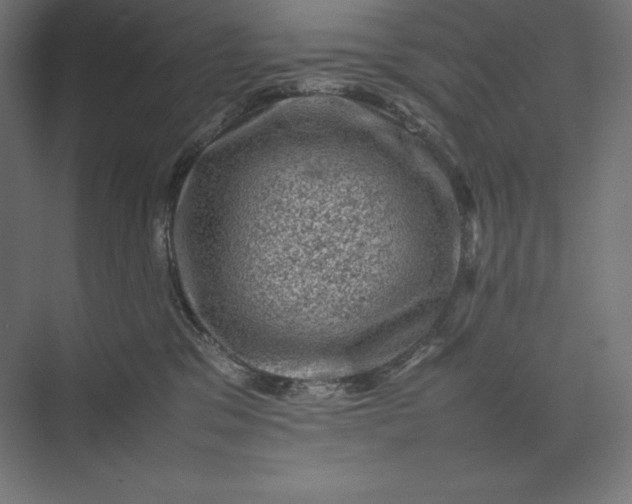 X0000074030329200609061148