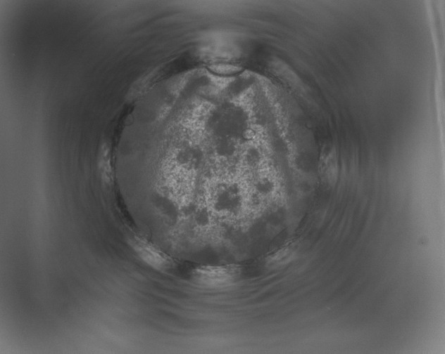 X0000074030381200609061148