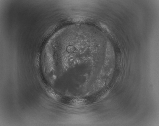 X0000074030495200609061145