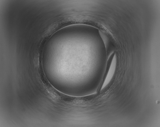 X0000074030685200609061142