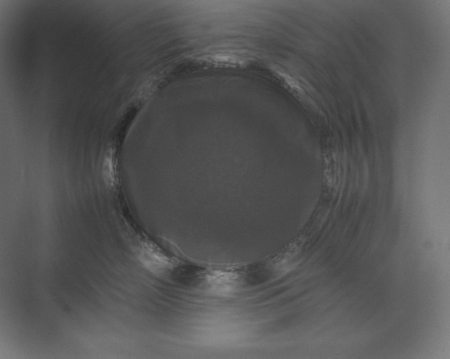 X0000074030718200609061141