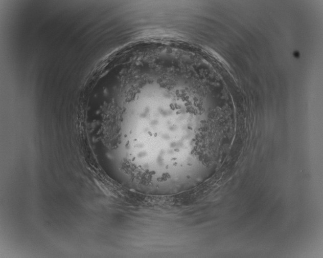 X0000074030775200609061141