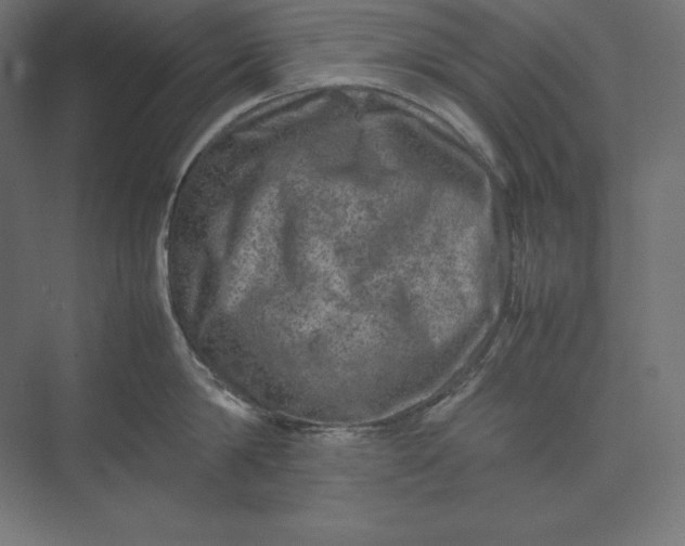 X0000074030814200609061140