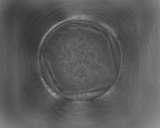 X0000074030816200609061140