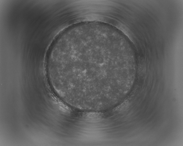 X0000074030832200609061139