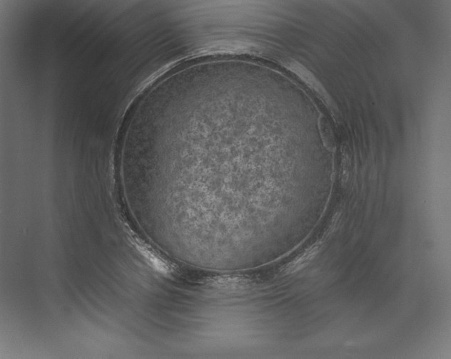 X0000074030834200609061139