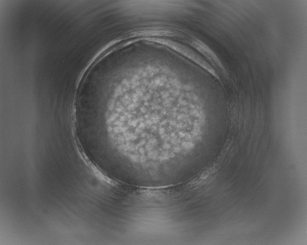 X0000074030852200609061140