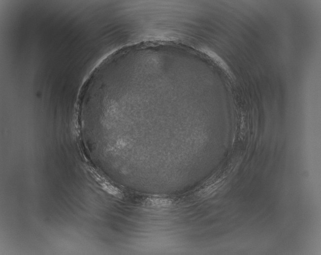 X0000074030878200609061139