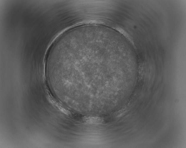 X0000074030886200609061139