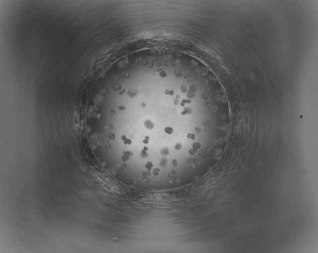 X0000074030966200609061137