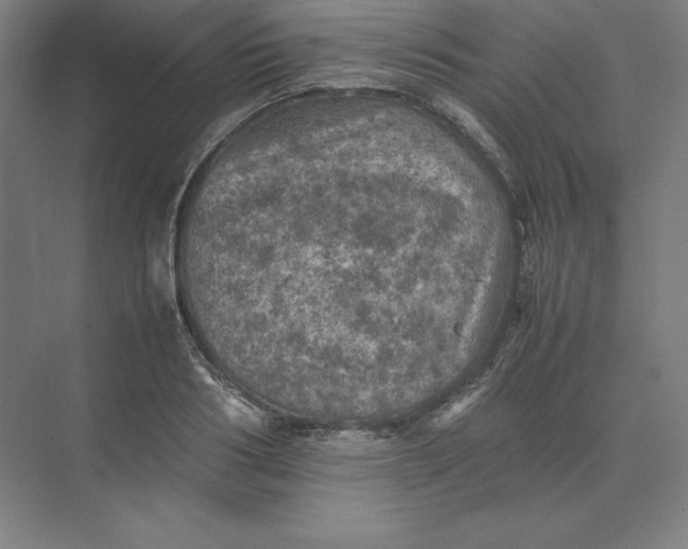 X0000074030986200609061137