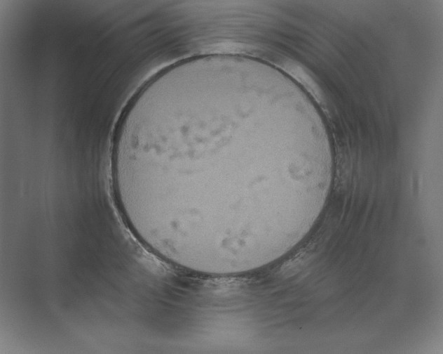 X0000074031000200609061137