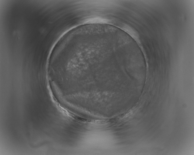 X0000074031008200609061137