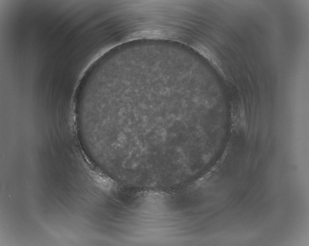 X0000074031070200609061136