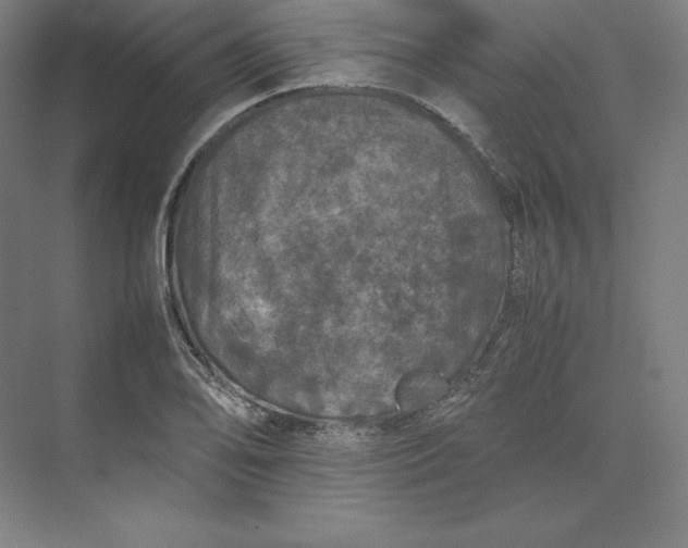 X0000074031078200609061135