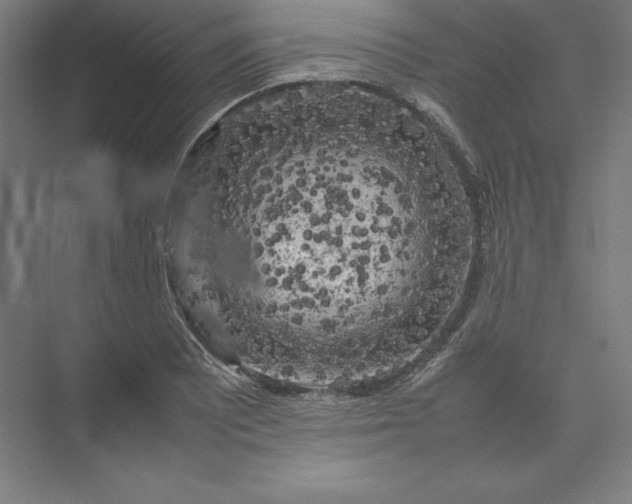 X0000074031081200609061135