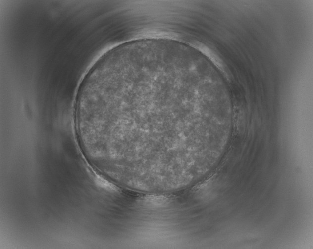 X0000074031094200609061135