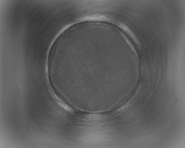 X0000074031232200609061133