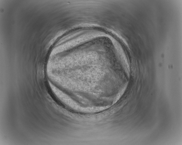 X0000074030015200609111725