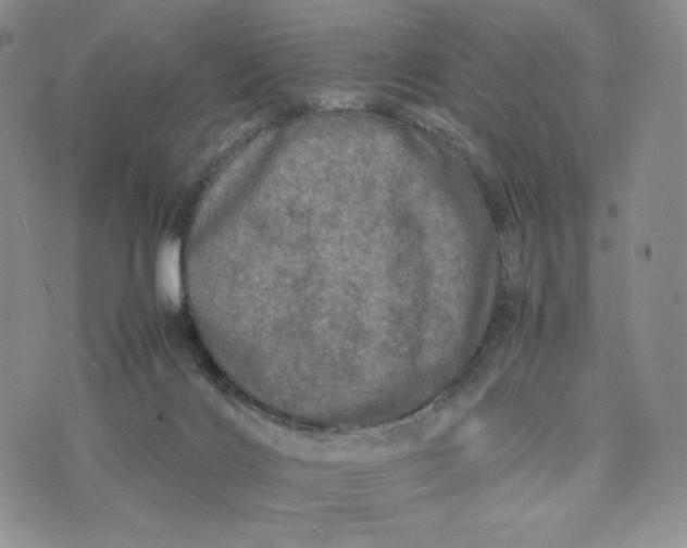 X0000074030028200609111725