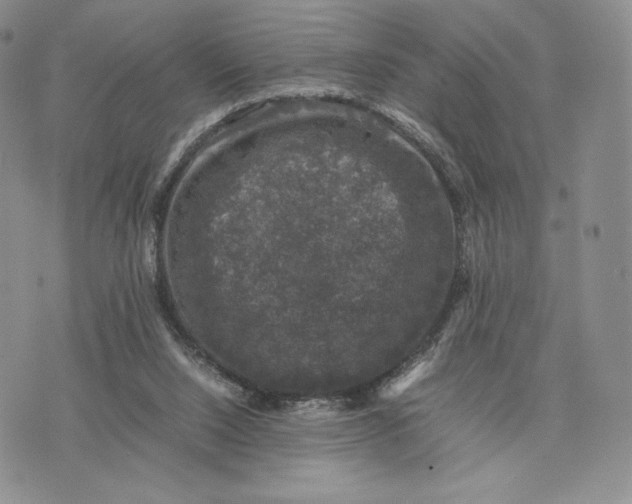 X0000074030064200609111724