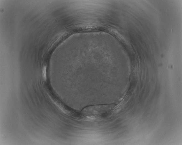 X0000074030070200609111724