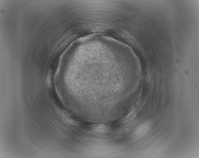 X0000074030074200609111724