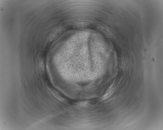 X0000074030086200609111725