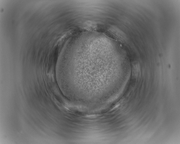 X0000074030088200609111725