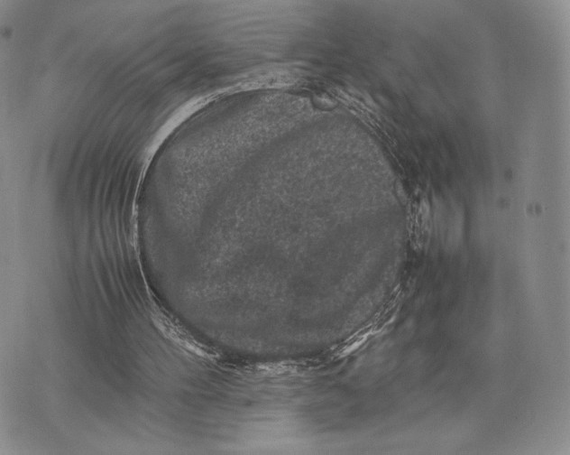 X0000074030100200609111724