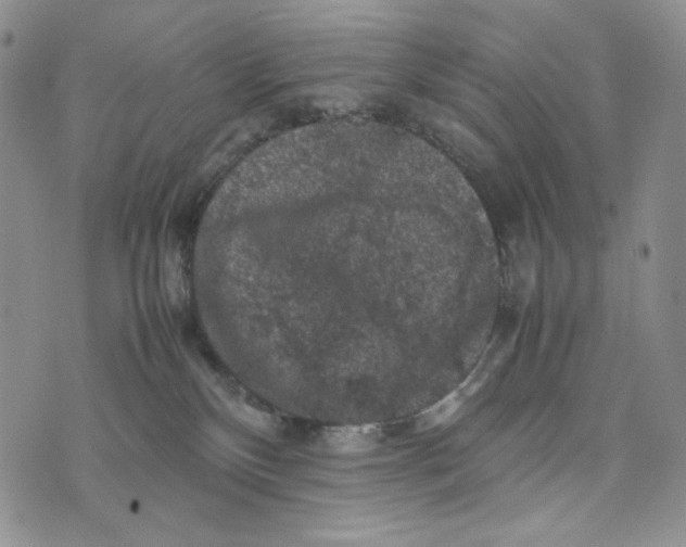 X0000074030136200609111723