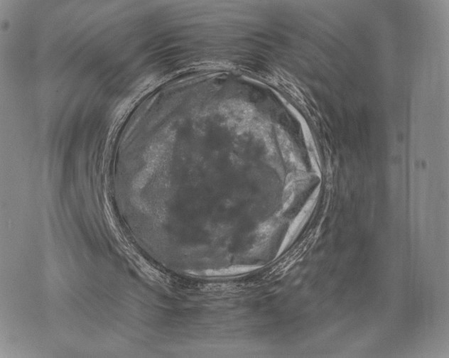 X0000074030145200609111722