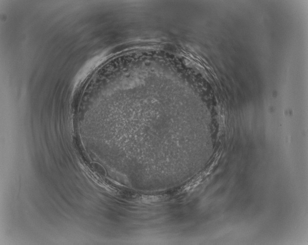 X0000074030149200609111722