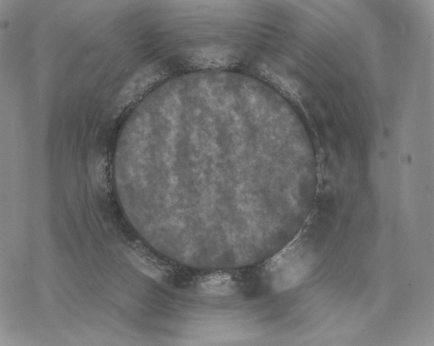 X0000074030162200609111723