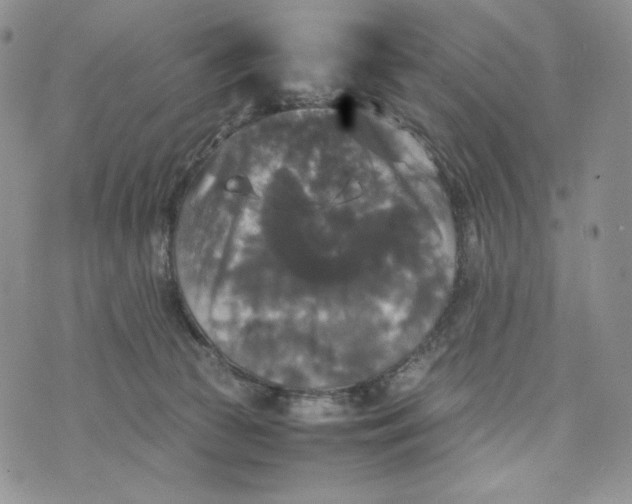 X0000074030177200609111723