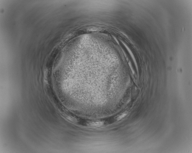 X0000074030217200609111722