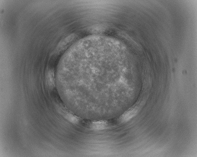 X0000074030240200609111722