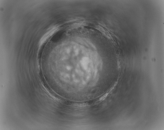 X0000074030245200609111721