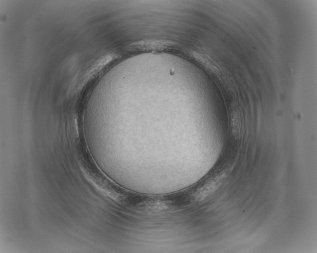 X0000074030254200609111721